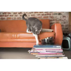 Oblik Superb Pink Ruby - Chila Pet's