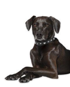 Collar Lovers - comprar online