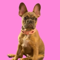 Collar Vegas en internet