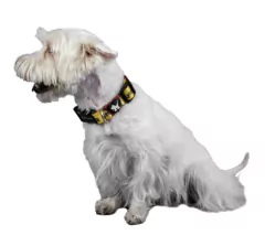 Collar Harry - Chila Pet's