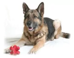 Kong Cruz - comprar online