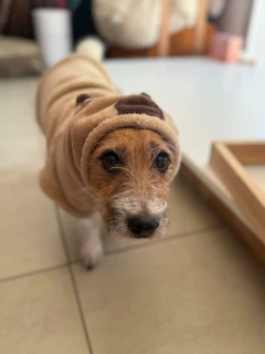 Buzo Capibara - tienda online