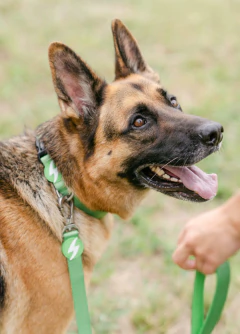 Correa Solid - Green - - comprar online