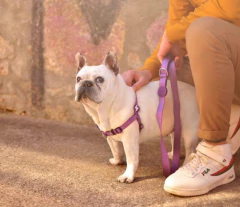 Correa Solid – Purple- en internet