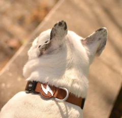 Collar Solid - Brown - - comprar online