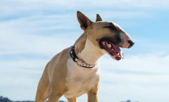 Collar Dashi- Brown and Black- - comprar online