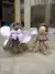 Tooth Fairy - buy online
