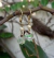 Brinco Sugar - buy online