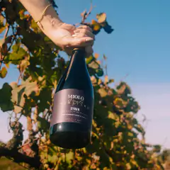 Imagem do Vinho Miolo Linha Single Vineyard Tinto Branco Garrafa 750ml