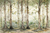 Fundo Fotográfico BOSQUE LMBSQ012