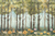 Fundo Fotográfico BOSQUE LMBSQ04