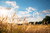 Fundo Fotográfico LAVOURA LMLAV01