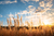 Fundo Fotográfico LAVOURA LMLAV02