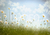 Fundo Fotográfico MARGARIDAS LMMAG012 - comprar online