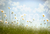Fundo Fotográfico MARGARIDAS LMMAG012