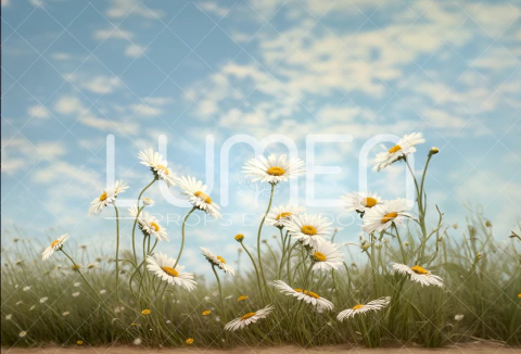 FUNDO FOTOGRÁFICO MARGARIDAS LMMAG019