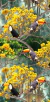Tricoline Digital - COLEÇÃO PANTANAL - TUCANO - Coleção Exclusiva PANO PRA MANGGA - 0,50m X 1,50m