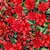 Tricoline Estampa digital - Coleção NATAL - FLORES DE NATAL 06 - FUNDO PRETO - 0,50M X 1,50M