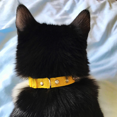 Collar para gato con brillantes en internet