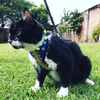 Pechera para gato Bordada estilo Chiapas en azul
