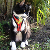 Pechera para gato WonderCat