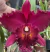 blc. chia lin new City (Adultas)
