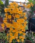 Dendrobium agregatum,(ADULTA)