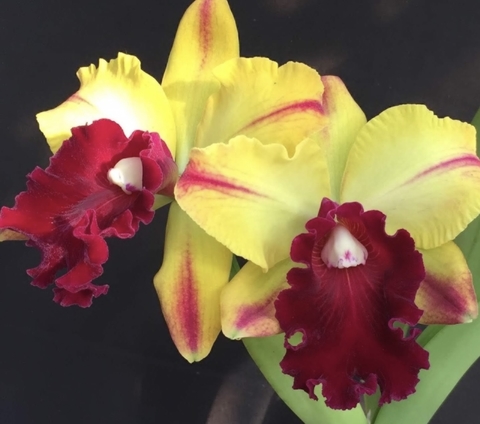 Blc. Toshiae Aoki wine Flare, Adulta