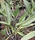 Cattleya Nobili’s Virgin (adultas) - comprar online