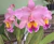 blc. George king serendipity - comprar online