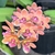 Rhynchostyles Gigantea Orange
