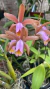 cattleya forbesii rosa