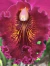 blc. chia lin new City (Adultas) - comprar online