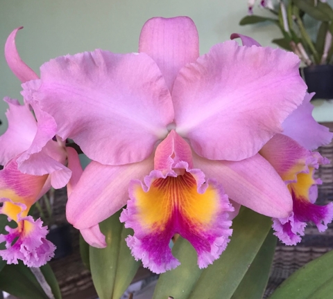 blc. George king serendipity