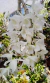 Dendrobium anosmum Albo,(ADULTA)