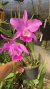 Cattleya Portia tipo na internet