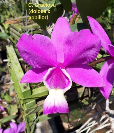 Cattleya Dolosa  ( C. Dolosa x C. Nobilior,(ADULTA)