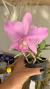 Cattleya nobilior amaliae x cattleya nobilior Drw