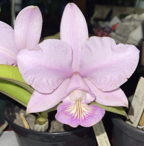 cattleya nobilior amaliae x Don Rafael