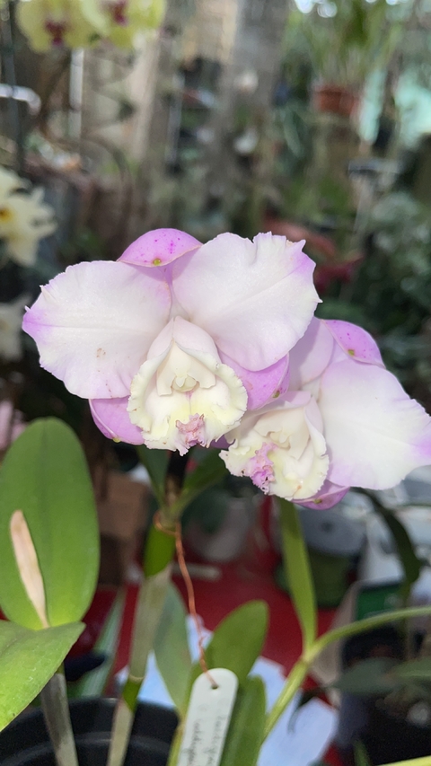 cattleya loddgesii aquini x loddgesii cordoba adultas