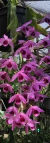 Dendrobium anosmum tipo,(ADULTA)