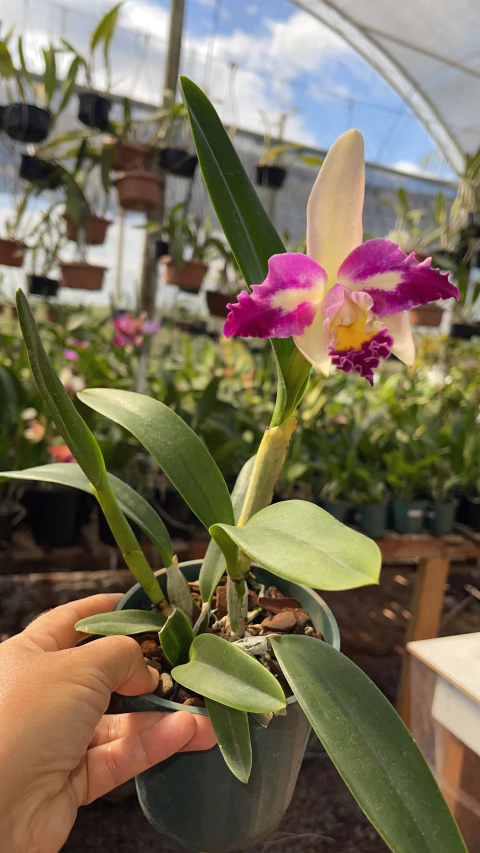 Orquídea Blc. Haw yuan Beauty Raibom