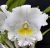 Blc. Pastoral innocence,(ADULTA) - comprar online