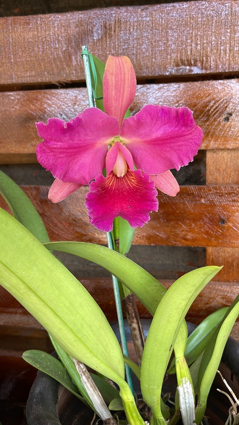 Blc. Lakeland Britt x blc. Goldenzelle high moon