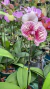 phalaenopsis exotica