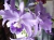 Cattleya Portia Baronesa Coerulea