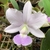 Cattleya walkeriana coerulea - Orquidário Flor de Seda