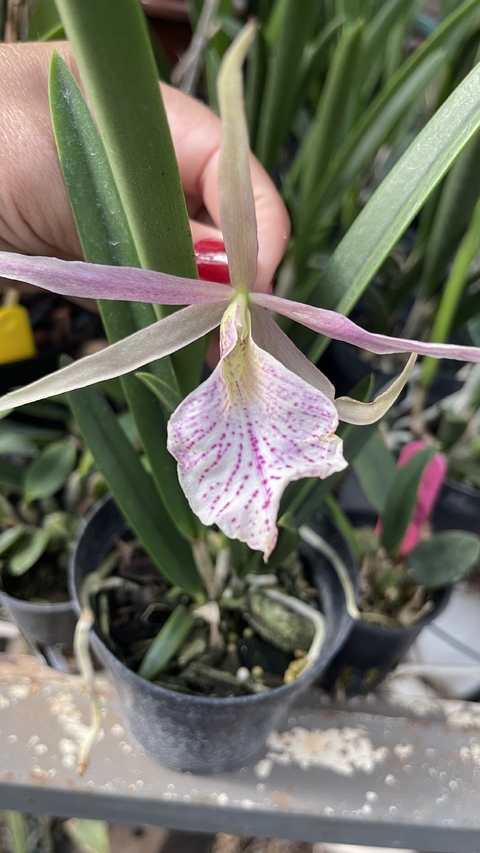 Brassavola nodosa x cattleya penny Kuroda