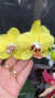 Phalaenopsis amarela pintalgada