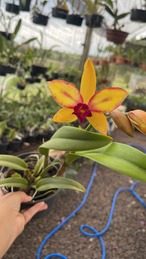 Ms167 LC. Chocotone Gold x Pot Susie Glow crimson magic